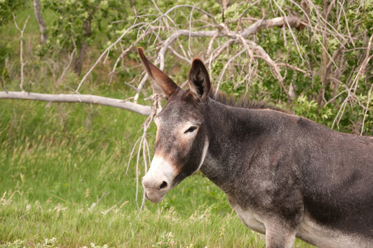 The wild Begging Burros, or wild Burros in Custer State Park located in South Dakota