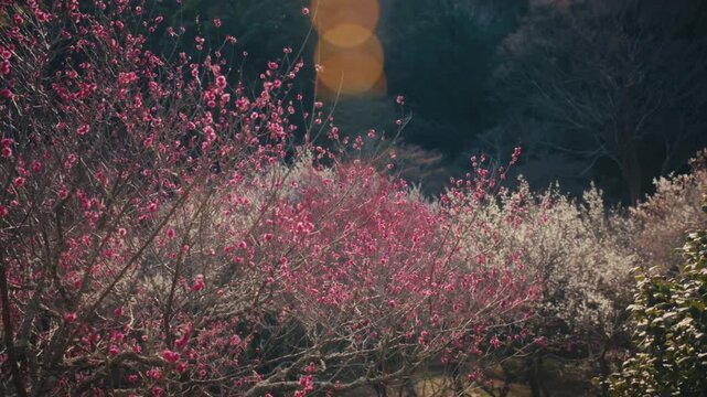 Clusters of red and pink plum blossoms glow in warm evening light with soft golden bokeh in the background at Atami Baien, one of Japan's most renowned plum gardens.