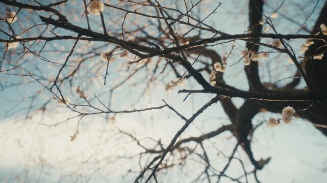 A minimalist upward view captures delicate plum blossoms scattered along twisting bare branches against a soft blue sky at Atami Baien, one of Japan's most famous plum gardens.