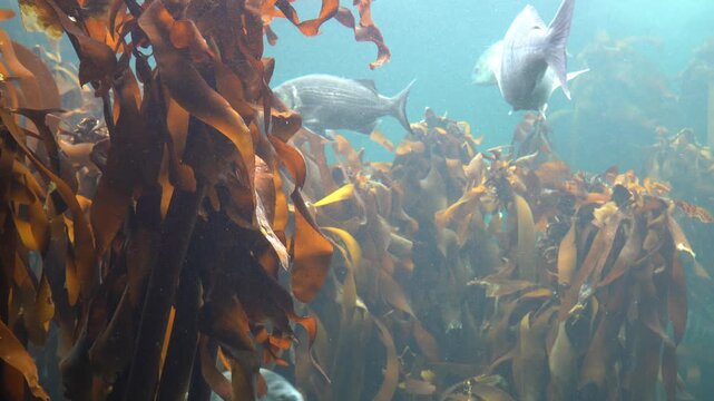 Variety of silver fish in the kelp forest