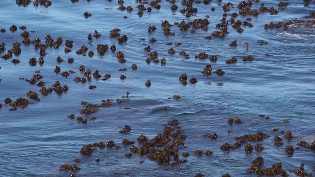 Tops of the seaweed swaying over the boulders under the deep blue sea