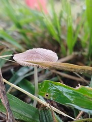 fly agaric mushroom © Adik