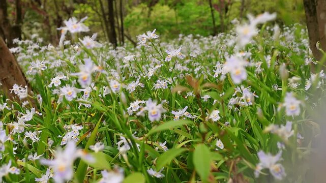 Scenic forest floor with blooming Japanese iris flowers, fresh green plants and soft natural light. Peaceful outdoor background for botany and nature concepts.