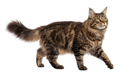 Brown tabby maine coon cat walking on transparent isolated on png transparent background © PNG Studio 99