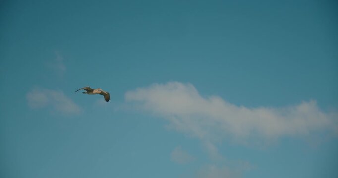 Brown pelican flies through blue tropical sky above Caribbean coast in Mexico