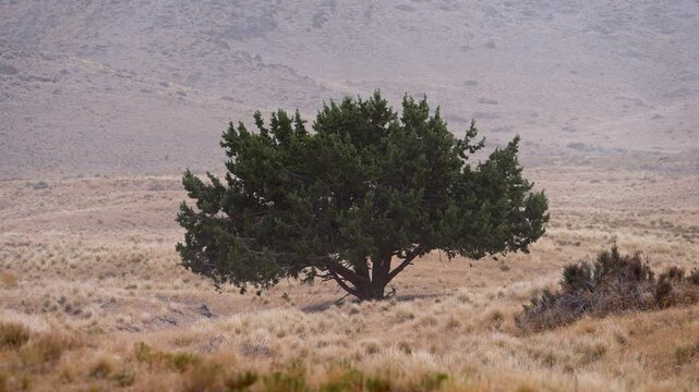 Single tree blowing in the wind during a dust storm in the Utah desert moving in slow motion.