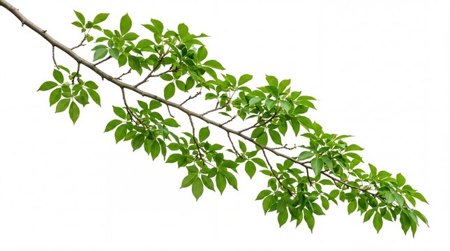Lush green walnut tree branch with vibrant fresh leaves captured in sharp focus isolated against a plain clean on white background