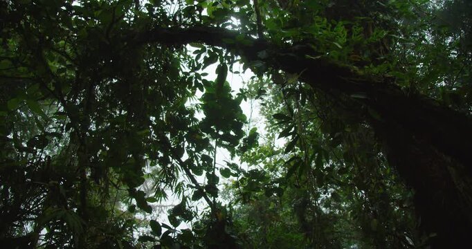 Lush Costa Rica rainforest canopy with dense tropical foliage during rainy weather