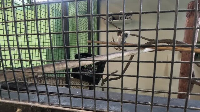 Multiple cotton-top tamarins jumping and perching on branches inside a zoo enclosure.