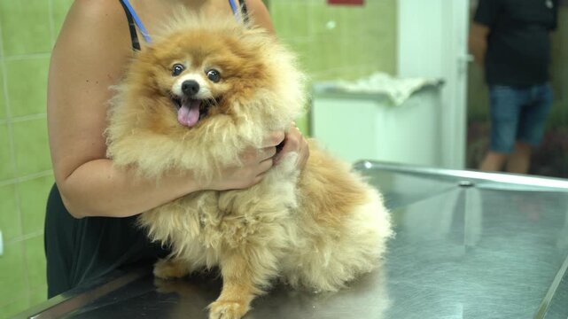 Pomeranian dog at the animal hospital