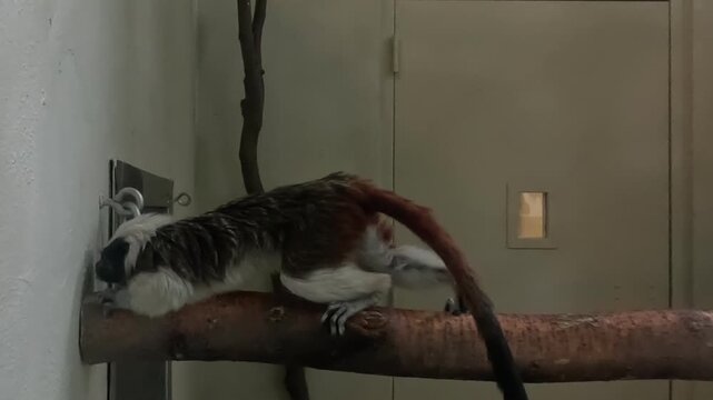 Horizontal POV perspective of a small Cotton-top tamarin monkey turning on a wooden branch in an enclosure in Idaho.