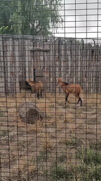 Vertical video of fox-like maned wolves interacting in an enclosure at Zoo Boise.