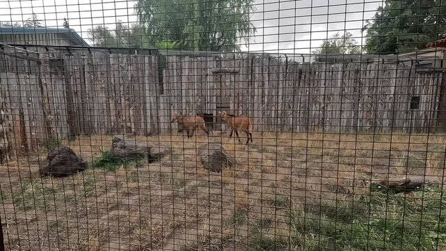 Maned wolf walking across a grassy outdoor enclosure behind a fence at Zoo Boise.