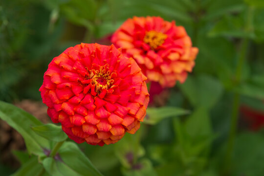 Beautiful red Zinnia flowers blooming in the summer garden. Closeup.