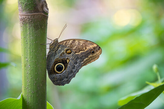 Owl butterfly (Caligo), a large tropical butterfly, named for eyespots on the underside of the lower wing. Natural green background with copy space.