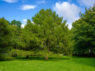 Obraz premium Beautiful green larch tree growing on a lush lawn in a public park under a blue sky. Vibrant summer landscape, botany nature background and copy space.