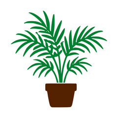 Fototapeta premium Tropical Areca Palm In Plant Pot