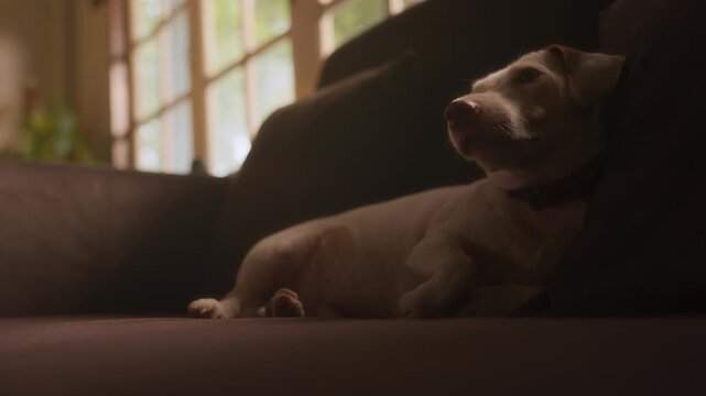A dog is resting on the sofa at home.