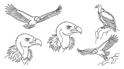 Obraz premium Vulture Bird Wildlife Line Art Icon Set Featuring Flying Condor Scavenger Heads Profile Detailed Feathers and Perched Birds Vector Graphic Illustrations