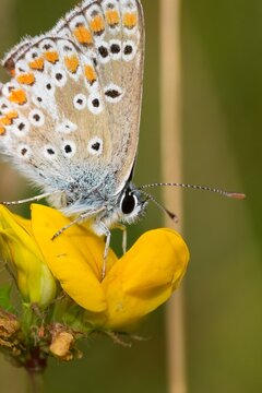Delicate Icarus blue, Polyommatus icarus Butterfly Rest on a Vibrant Yellow Flower, Macro Shot on a Sunny Day
