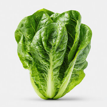 Romaine Lettuce Head Isolated on White Background &ndash; Fresh Green Leafy Vegetable made with generative AI
