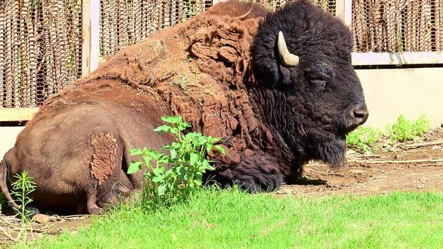 American bison resting in the sun