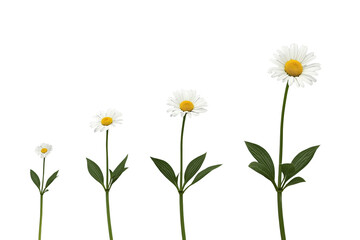 Fototapeta premium Daisy Flower Growth Sequence With Stems