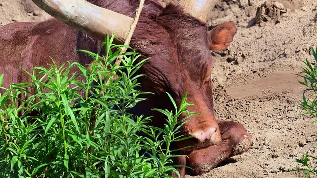 Watusi bull sleeping on the ground