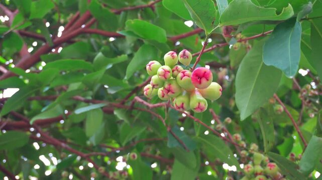 Static close up shot of fresh unripe water apples hanging on a tree branch in a tropical garden