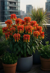 Fototapeta premium Urban gardening and rooftop terrace design, vibrant orange flowers in pots with city buildings in the background