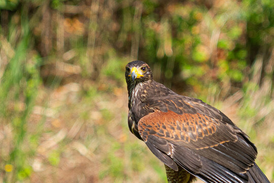 Portrait rapproch&eacute; d&rsquo;un rapace brun au regard intense