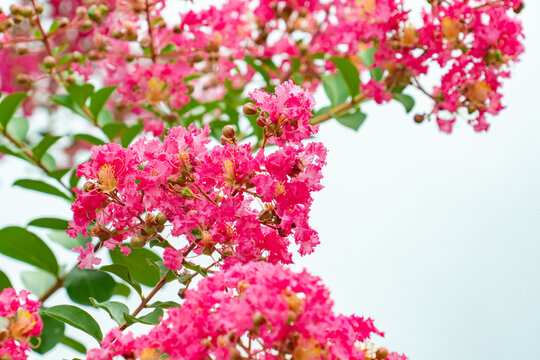 Fleurs rose vif de lagerstroemia en pleine floraison estivale