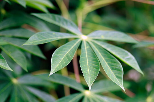 Cassava leaves with elongated lobes and prominent veins, Cassava plant, Cassava farming, ideal for agriculture, botanical, tropical nature, and backgrounds