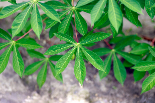 Cassava leaves with elongated lobes and prominent veins, Cassava plant, Cassava farming, ideal for agriculture, botanical, tropical nature, and backgrounds