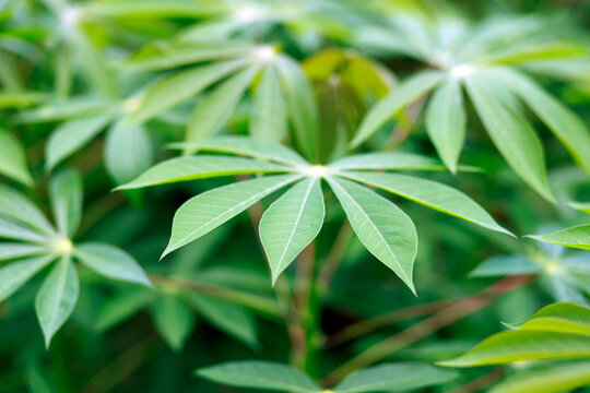 Cassava plant growing in an agricultural field, showing its stem, branches, and young cassava leaves with a soft blurred background, cassava farming, ideal for agriculture and tropical nature