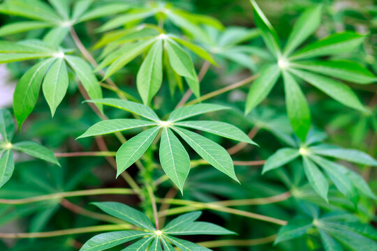 Cassava plant growing in an agricultural field, showing its stem, branches, and young cassava leaves with a soft blurred background, cassava farming, ideal for agriculture and tropical nature