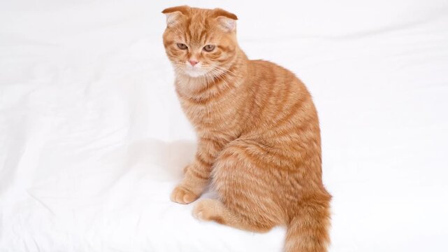A red tabby kitten sits on a white sheet close-up.