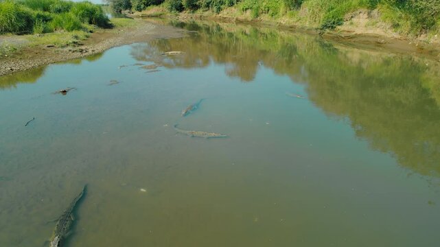 Groups of American crocodiles floating in Tarcoles River in Costa Rica