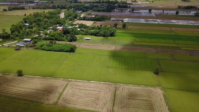 Aerial view of many acres of rice fields.