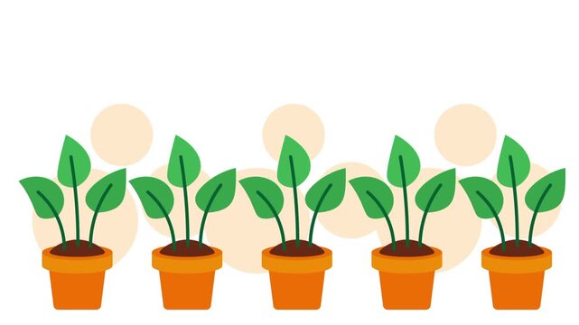 A neat row of five green leafy potted plants standing upright in matching orange plant pots evenly spaced across a plain white background surface
