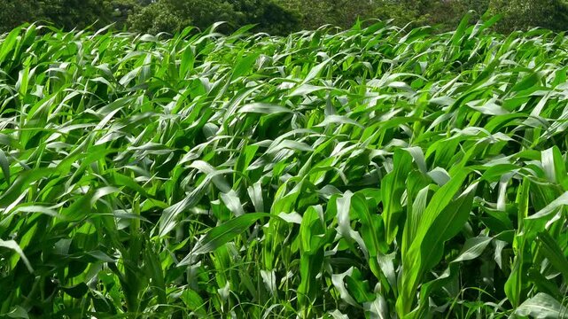 Green cornfield maize plants swaying in strong wind breeze with trees background