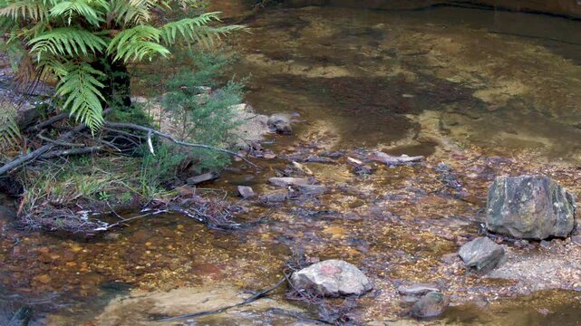 Clear Stream Flowing Over Rocks in Wentworth Falls Forest