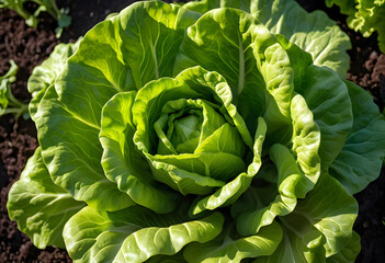 Obraz premium Fresh green lettuce growing in garden soil, organic farming and healthy eating concept, sustainable agriculture and natural food