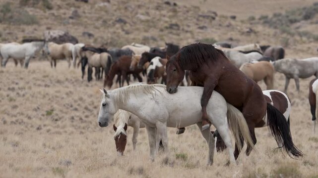 Wild horses mating in the north Onaqui Mountain herd in the Utah desert during the summer.