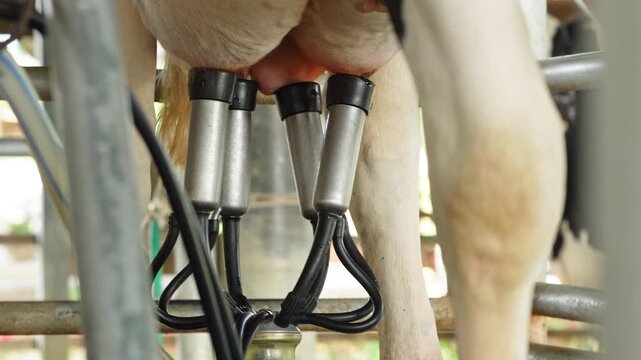 Automatic milking cluster equipment extracting milk from cow on dairy farm