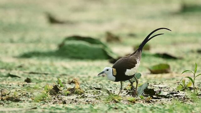 Soft natural daylight meets tranquil nature in this detailed footage, highlighting the striking black, white, and golden nape of an active Jacana bird.