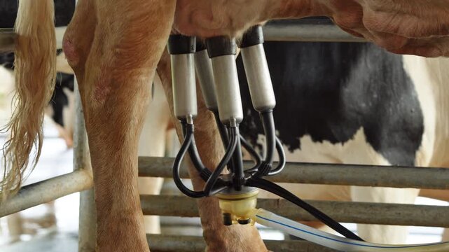 Automatic milking machine cluster attached to cow udder in farm stable milking parlor
