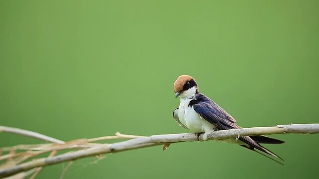 Soft natural daylight meets tranquil nature in this detailed footage, featuring the striking blue, white, and rufous plumage of a swallow taking a break.