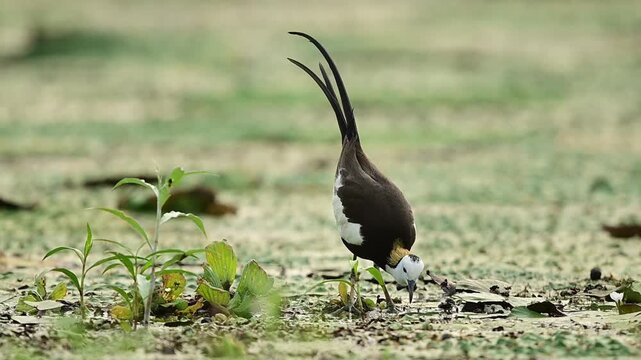 A striking nature stock video capturing a serene moment in a freshwater lake ecosystem, emphasizing the long toes and elegant hunting stride of the bird.