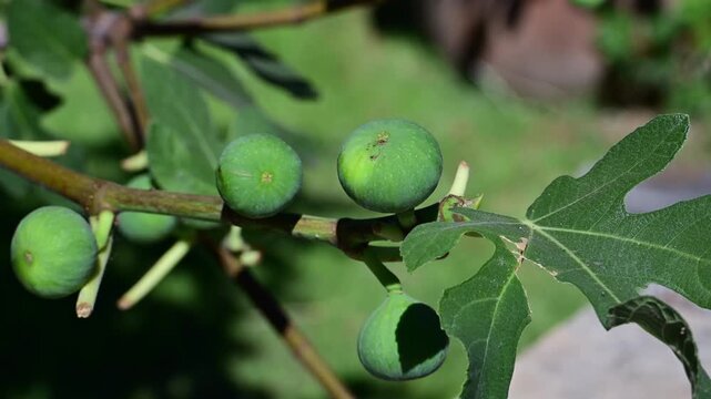 A close-up view of a fig tree branch laden with unripe green figs and a distinctive lobed leaf swaying gently in the summer breeze.